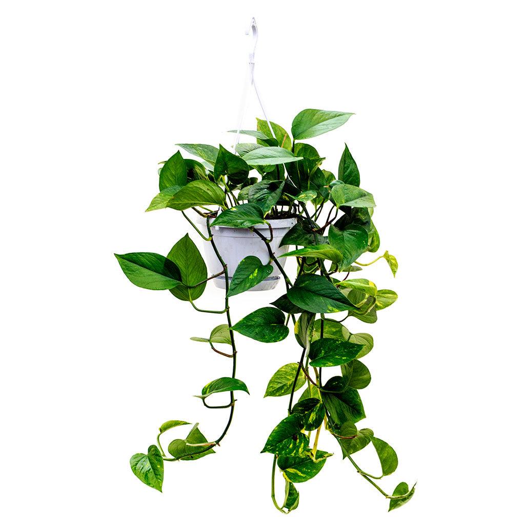 Pothos Epipremnum Aureum Golden - View 6 from www redcrocus com