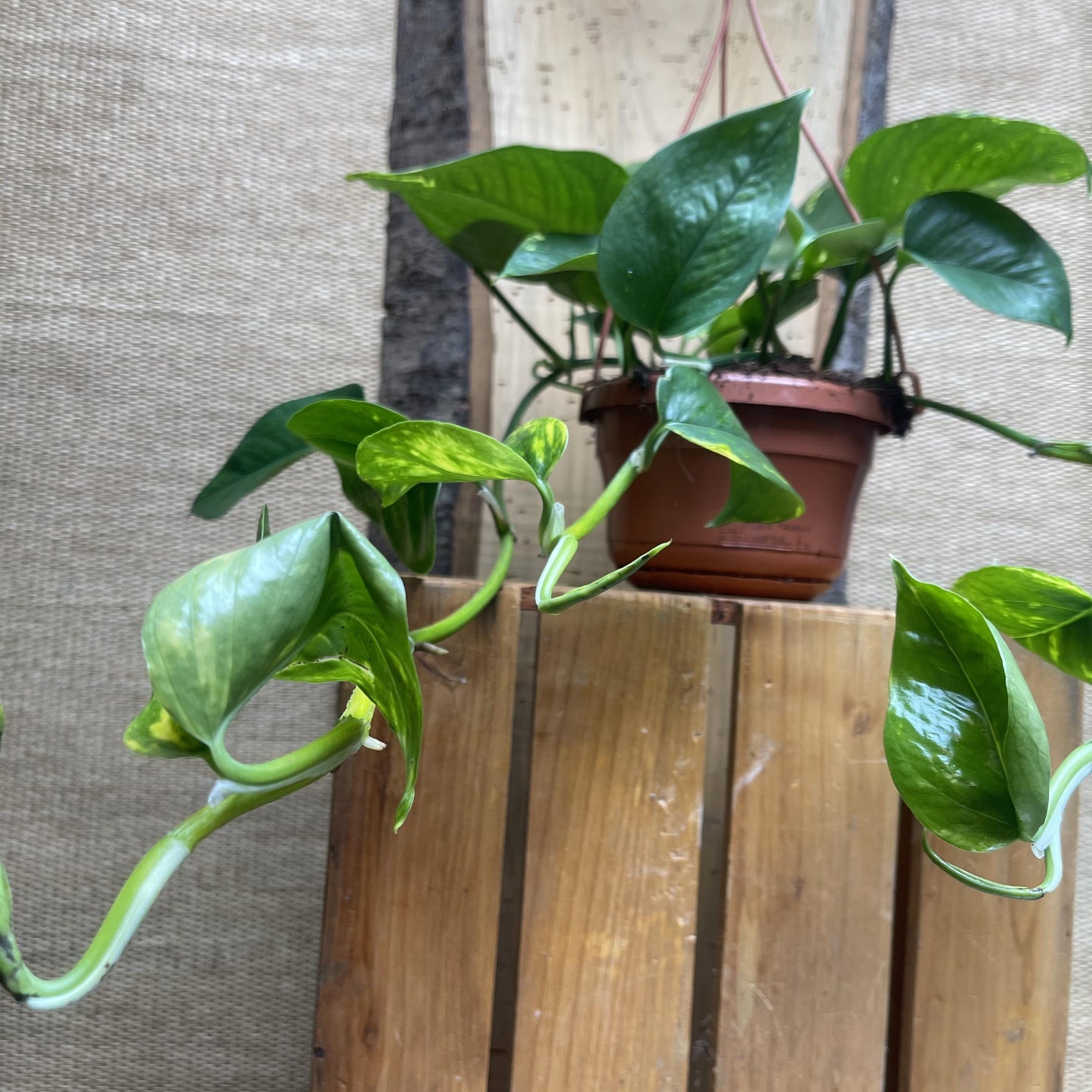 Pothos Epipremnum Aureum Golden - View 7 from www redcrocus com