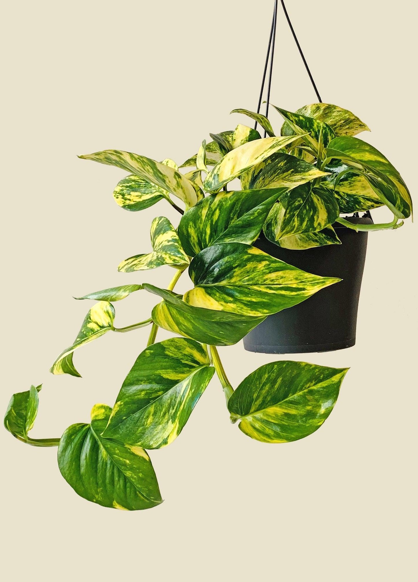Pothos Epipremnum Aureum Golden - View 9 from www redcrocus com