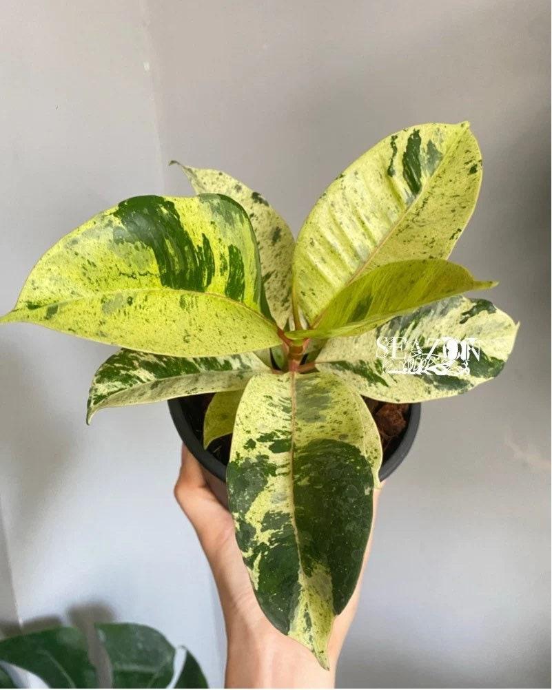 Ficus Shivereana Moonshine - View 13 from www redcrocus com