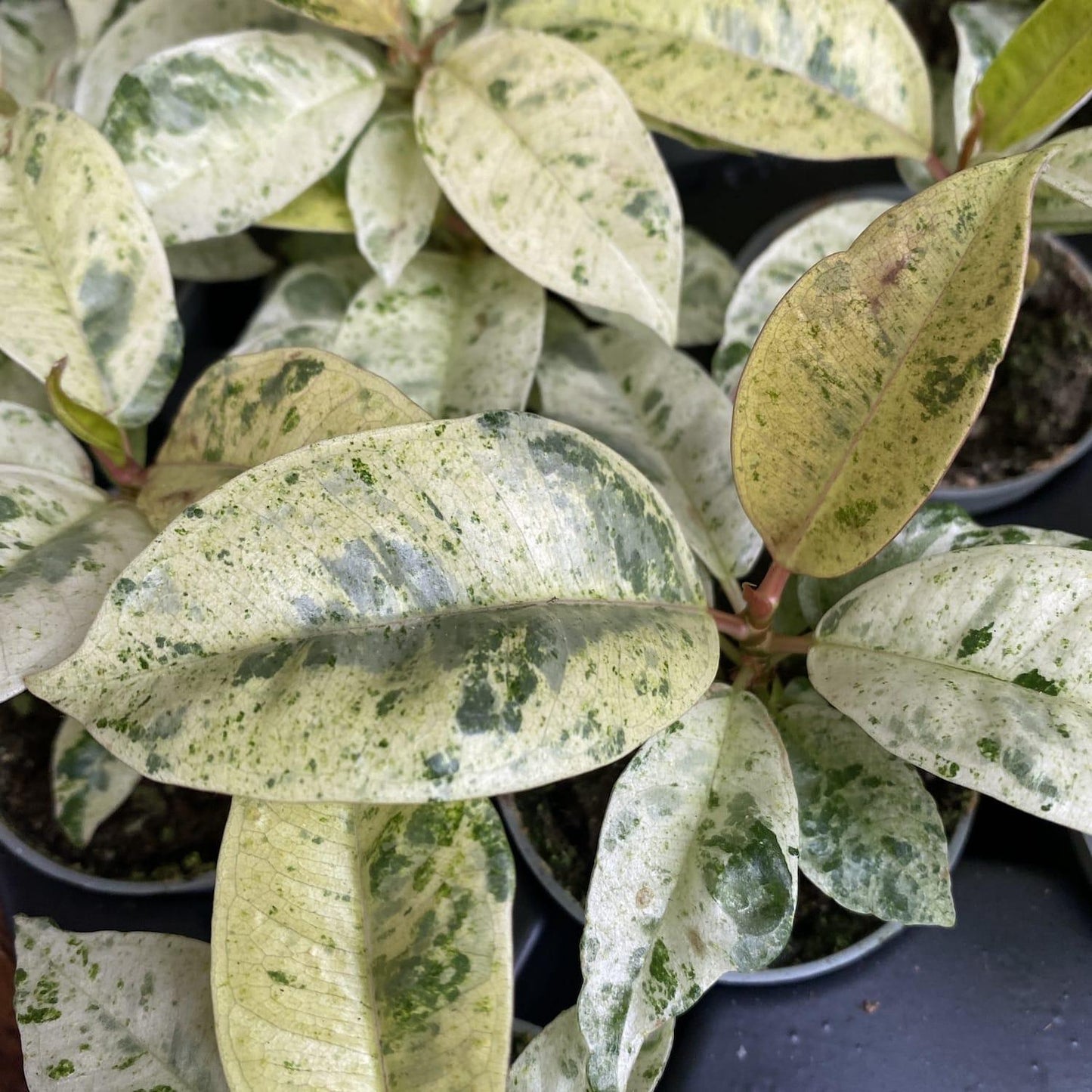 Ficus Shivereana Moonshine - View 15 from www redcrocus com