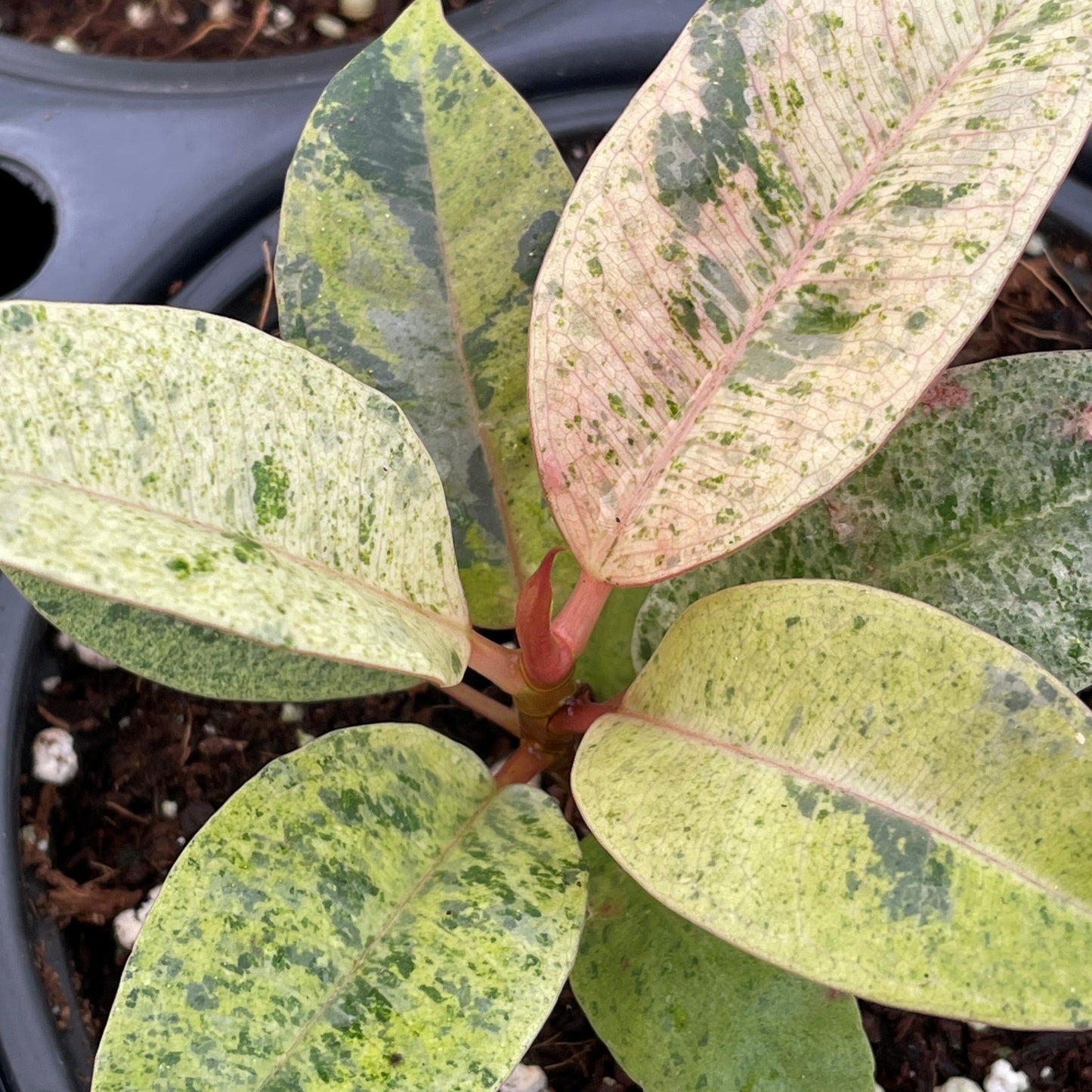 Ficus Shivereana Moonshine - View 2 from www redcrocus com
