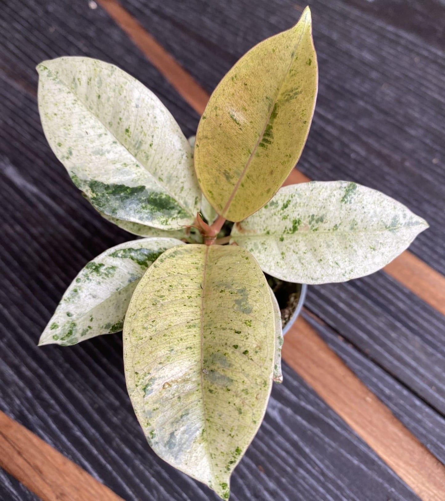 Ficus Shivereana Moonshine - View 4 from www redcrocus com