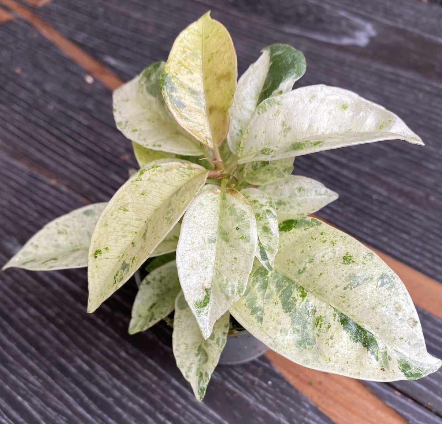 Ficus Shivereana Moonshine - View 9 from www redcrocus com