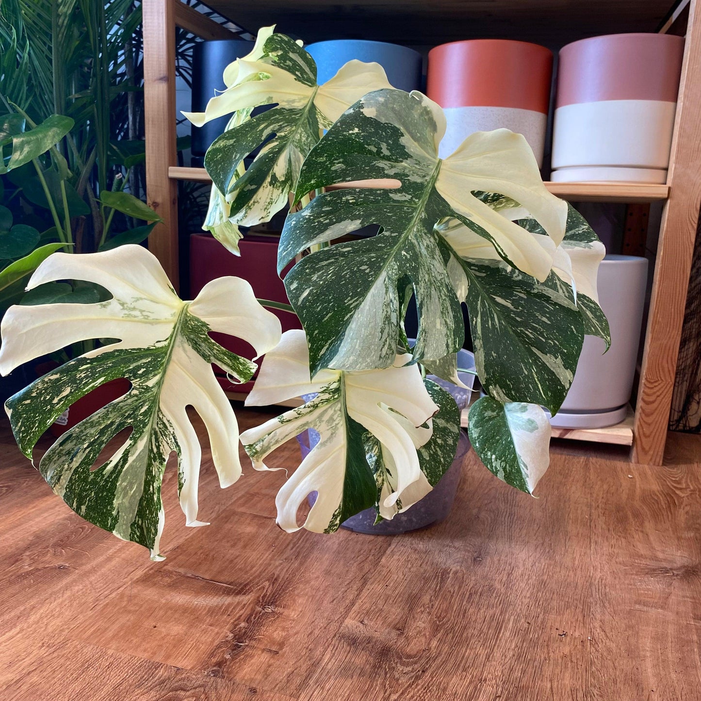 Monstera Deliciosa Thai Constellation - View 10 from www redcrocus com