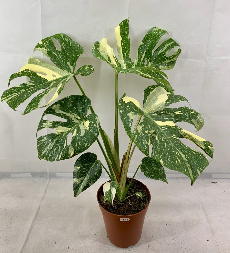 Monstera Deliciosa Thai Constellation - View 11 from www redcrocus com