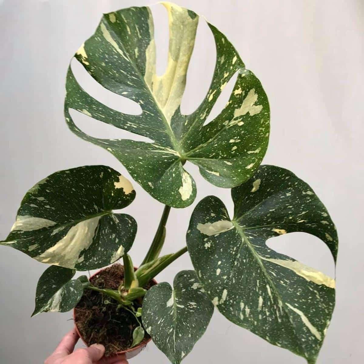 Monstera Deliciosa Thai Constellation - View 11 from www redcrocus com