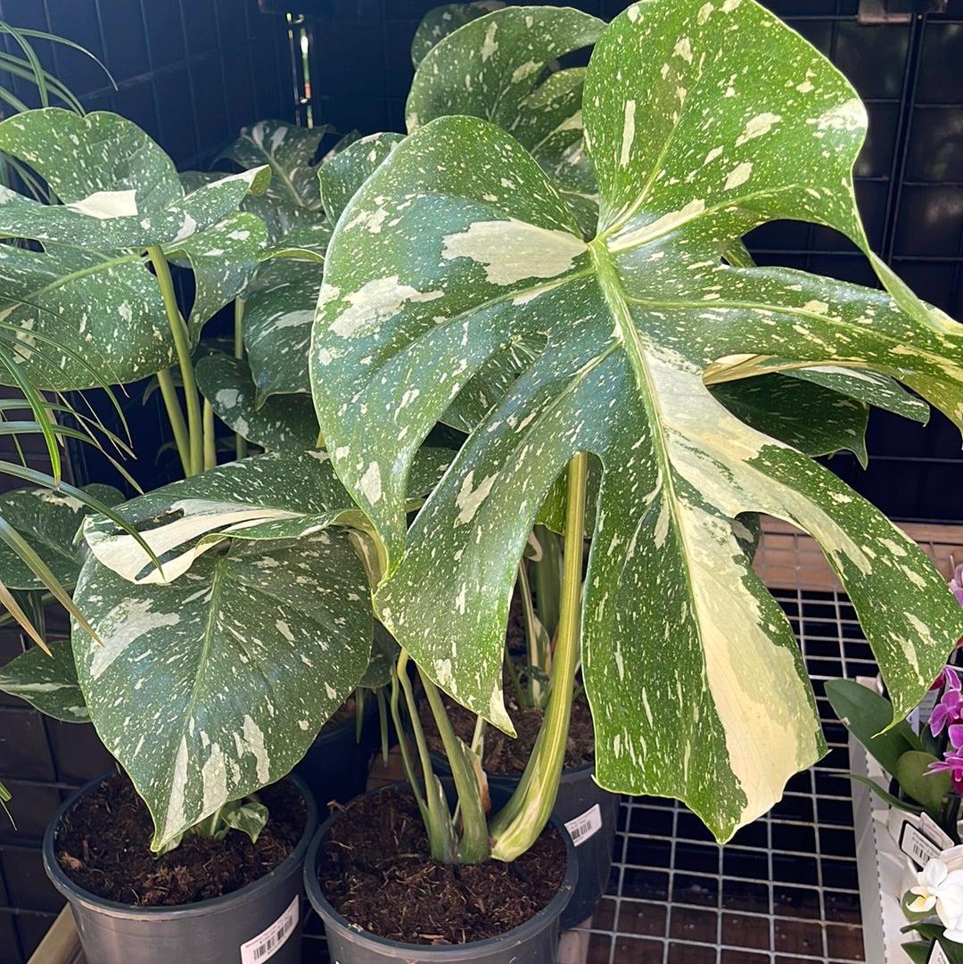 Monstera Deliciosa Thai Constellation - View 12 from www redcrocus com