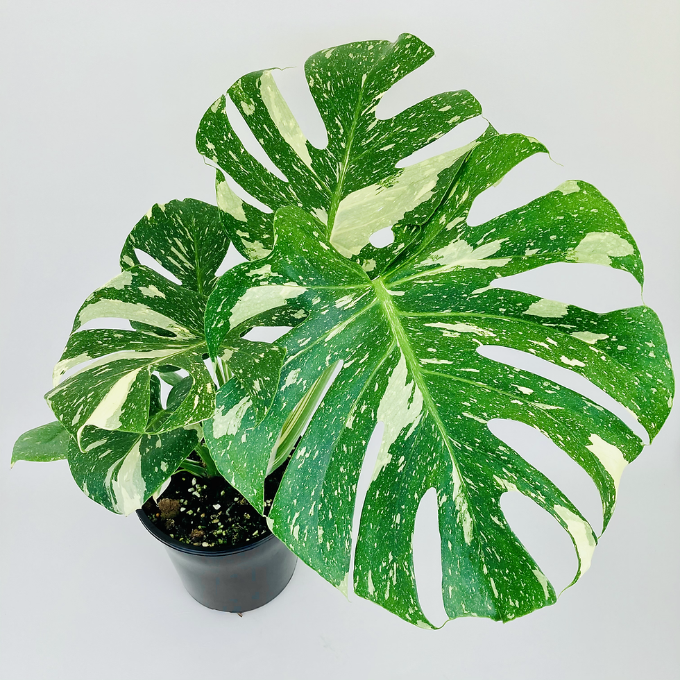 Monstera Deliciosa Thai Constellation - View 13 from www redcrocus com