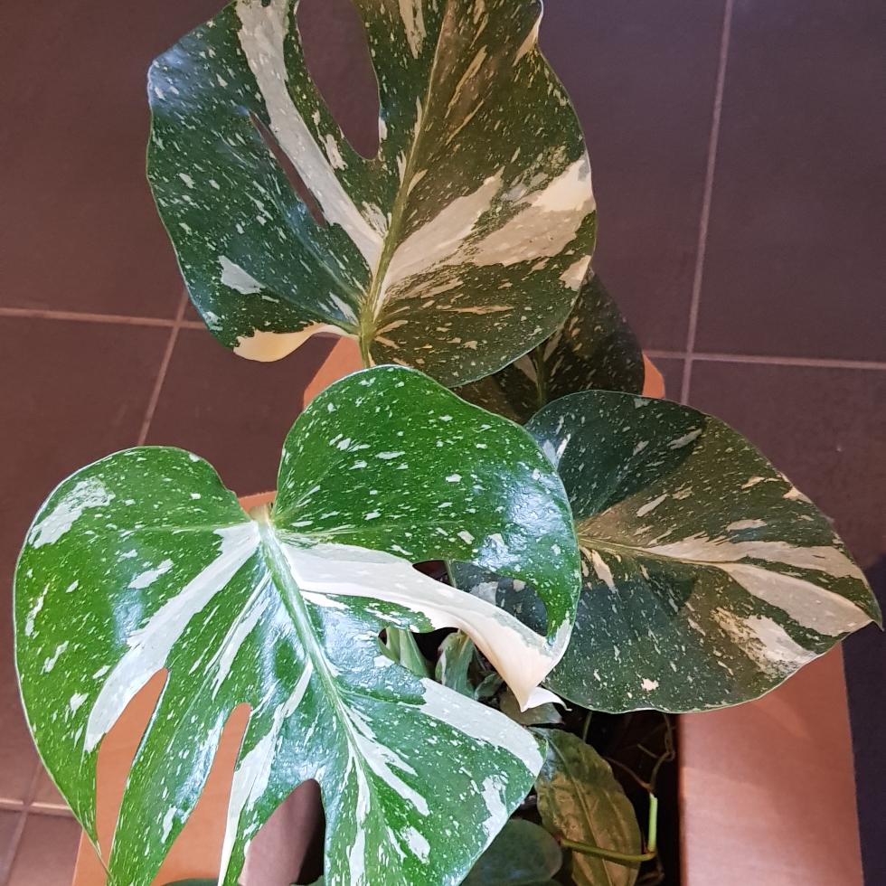 Monstera Deliciosa Thai Constellation - View 15 from www redcrocus com