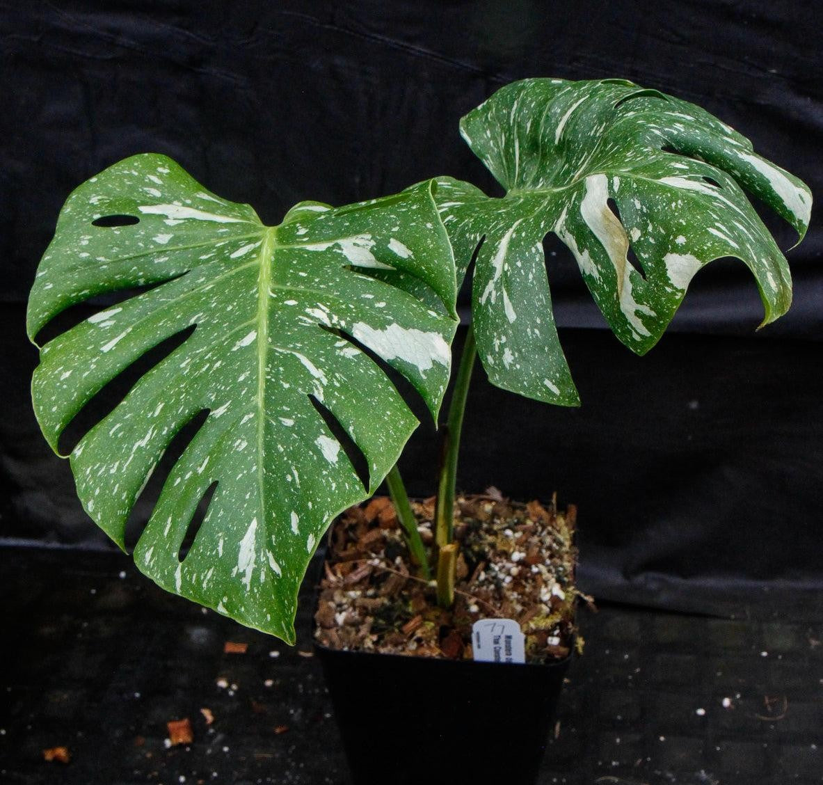 Monstera Deliciosa Thai Constellation - View 16 from www redcrocus com