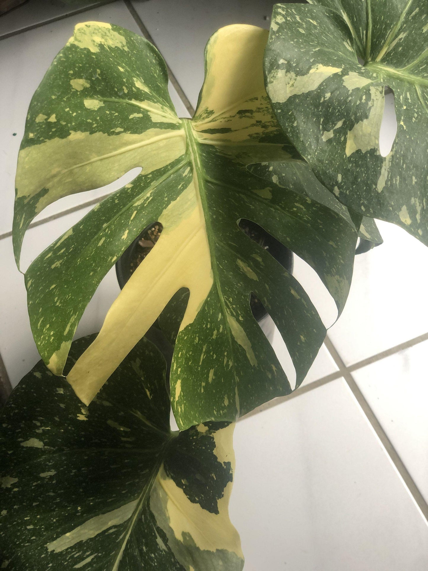 Monstera Deliciosa Thai Constellation - View 17 from www redcrocus com