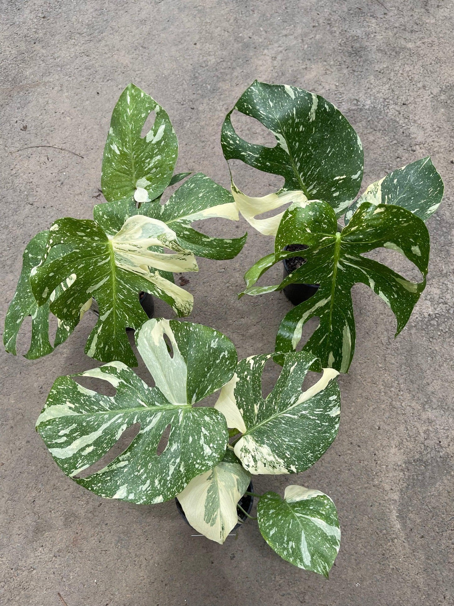 Monstera Deliciosa Thai Constellation - View 18 from www redcrocus com
