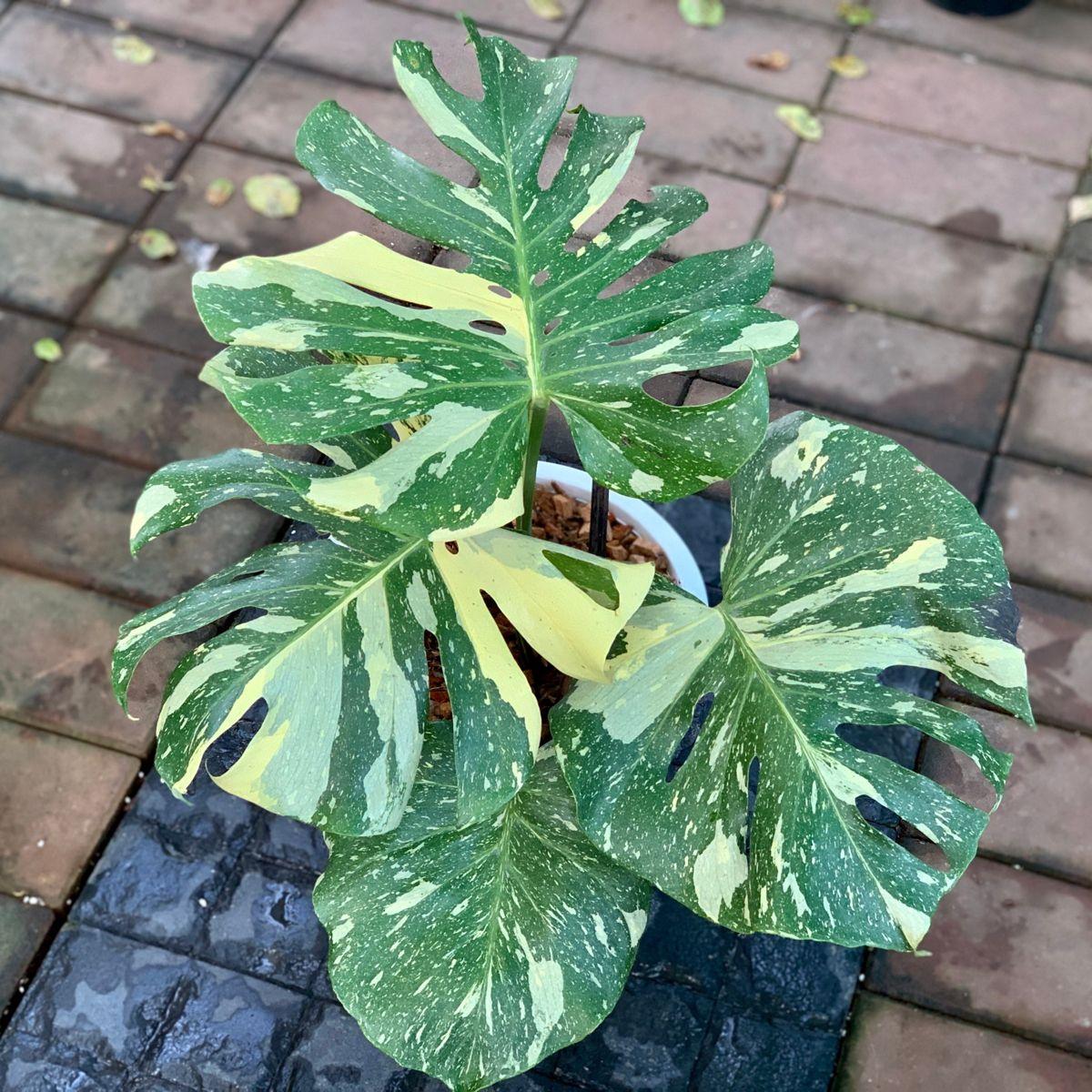 Monstera Deliciosa Thai Constellation - View 2 from www redcrocus com