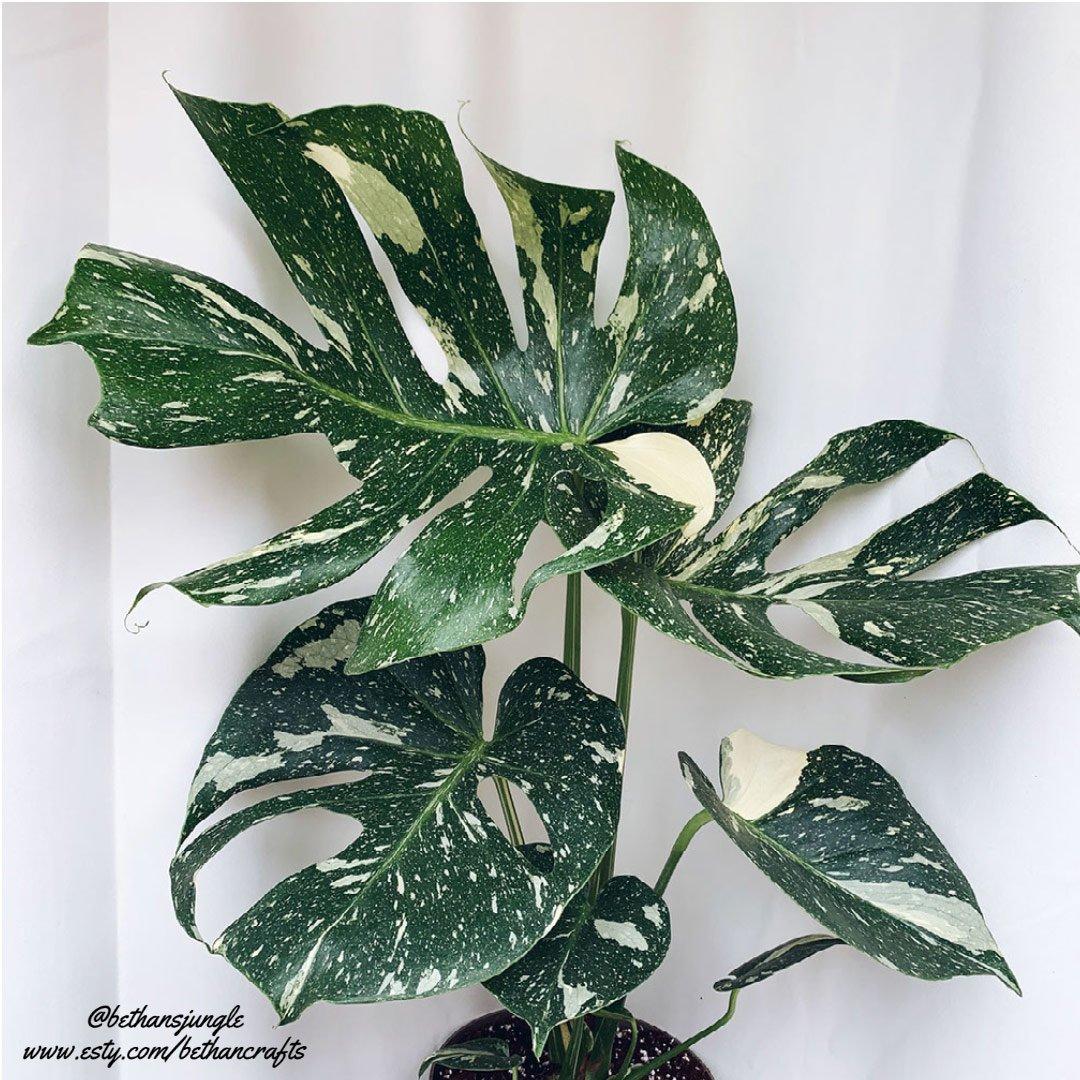Monstera Deliciosa Thai Constellation - View 3 from www redcrocus com