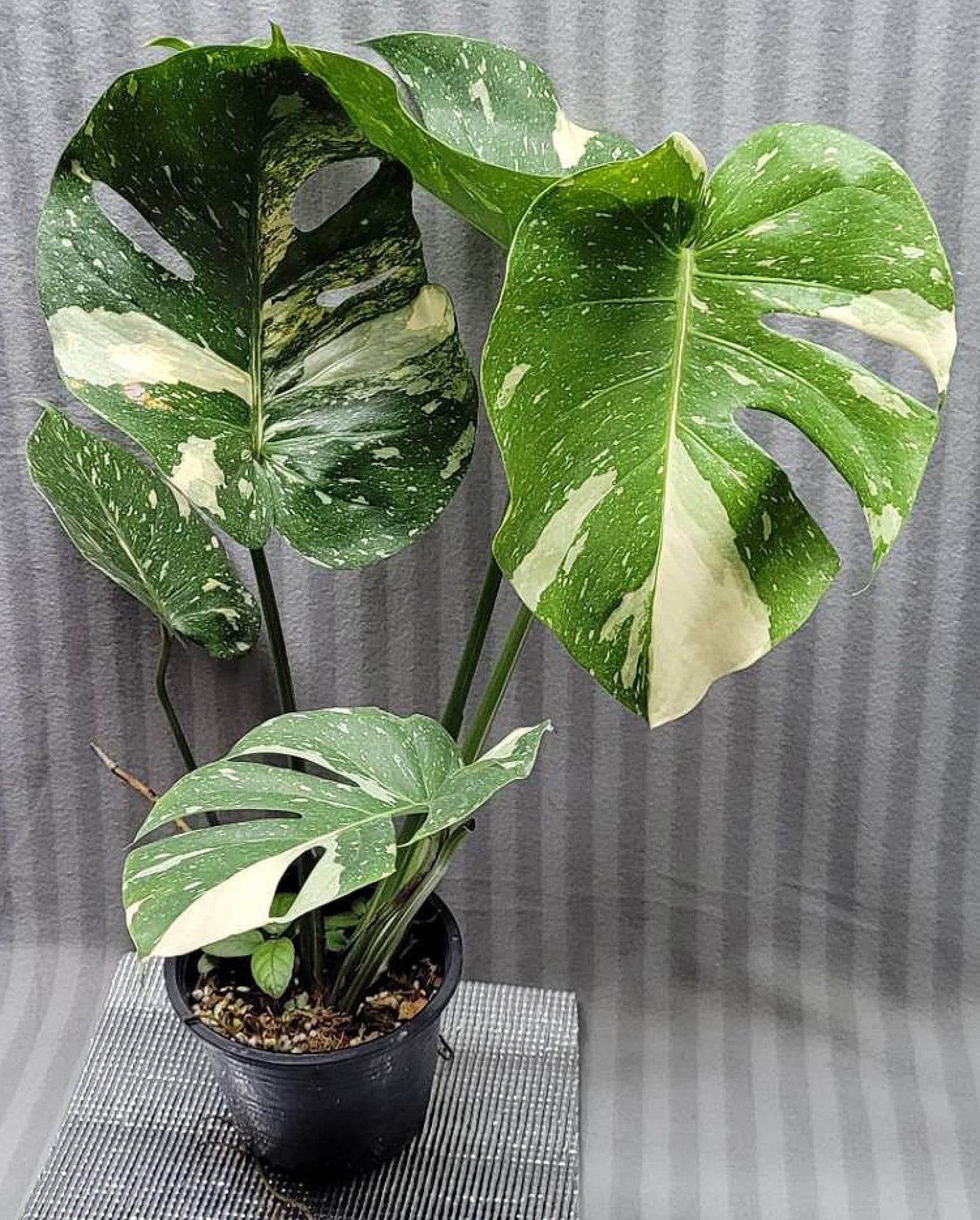 Monstera Deliciosa Thai Constellation - View 4 from www redcrocus com