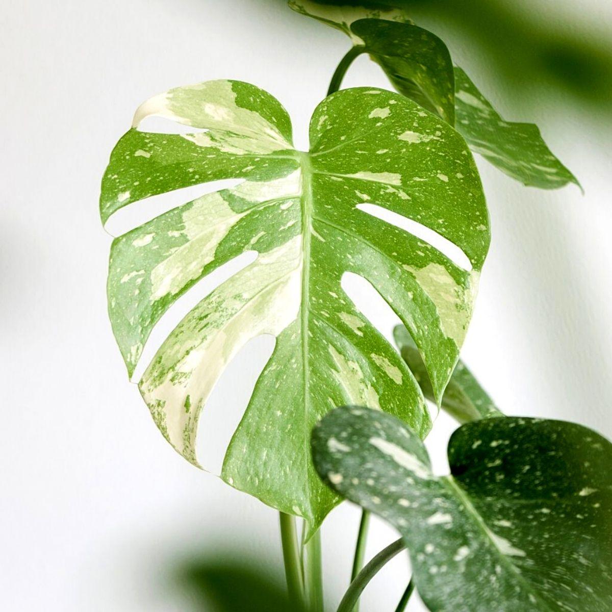 Monstera Deliciosa Thai Constellation - View 5 from www redcrocus com