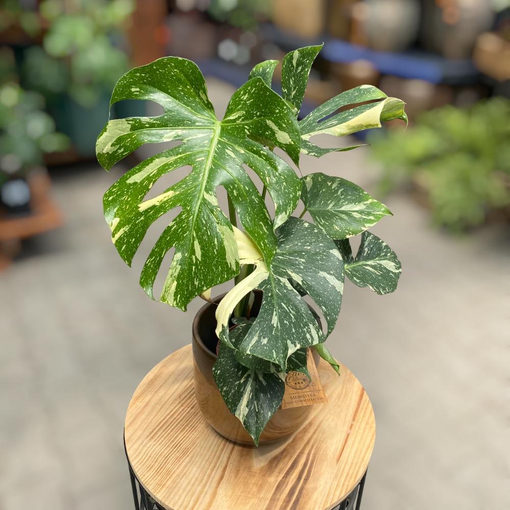 Monstera Deliciosa Thai Constellation - View 6 from www redcrocus com