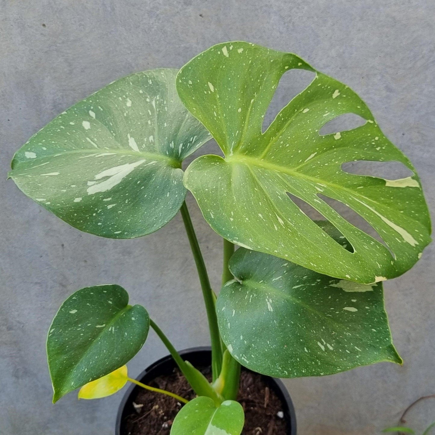 Monstera Deliciosa Thai Constellation - View 7 from www redcrocus com