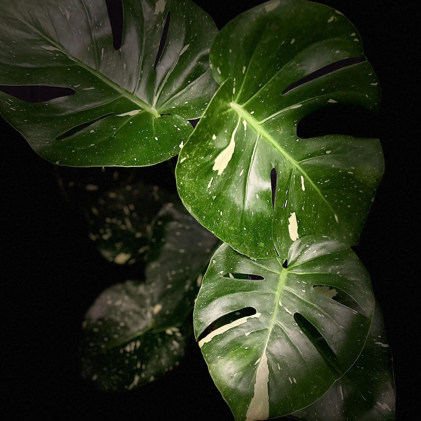 Monstera Deliciosa Thai Constellation - View 8 from www redcrocus com