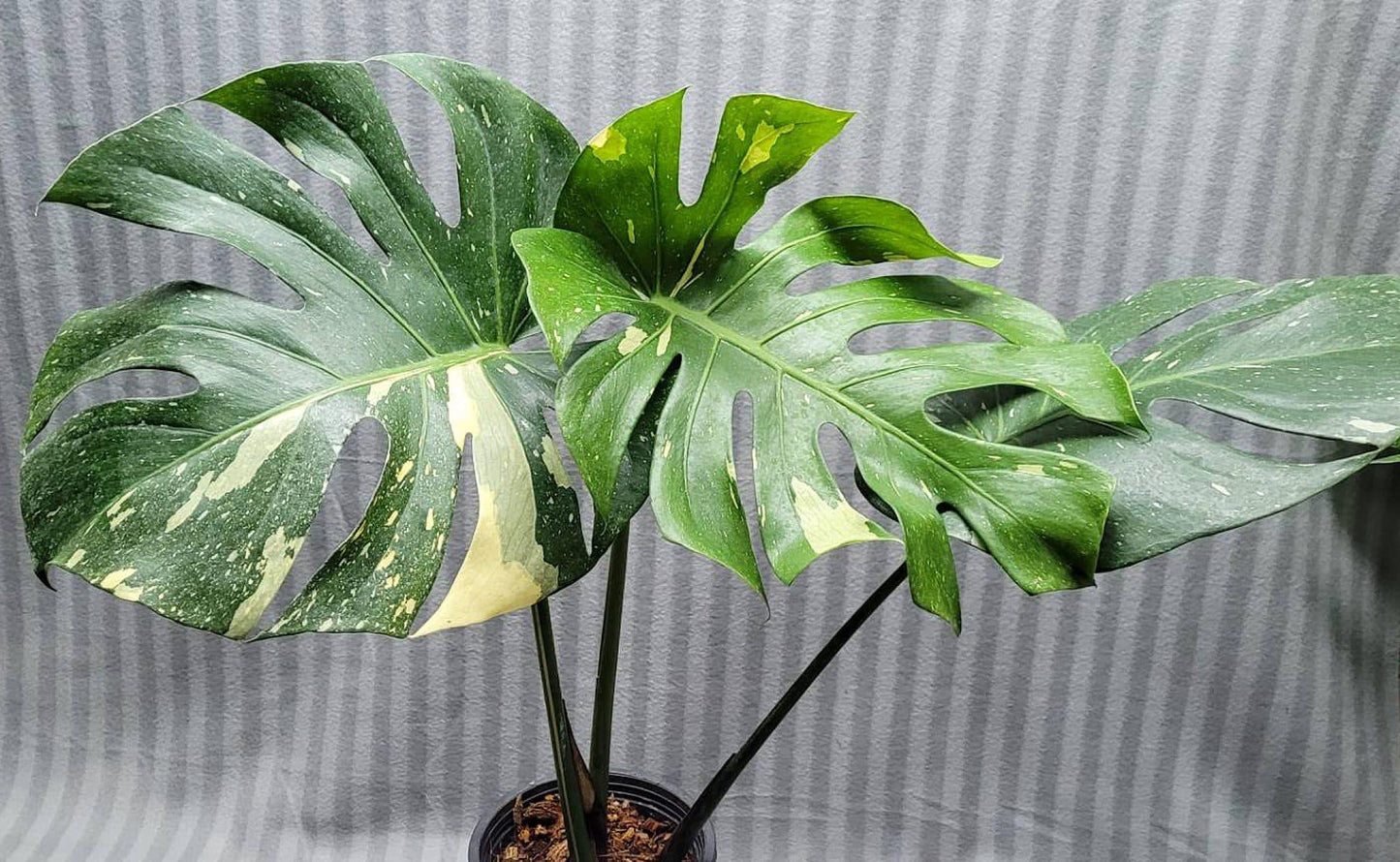 Monstera Deliciosa Thai Constellation - View 9 from www redcrocus com