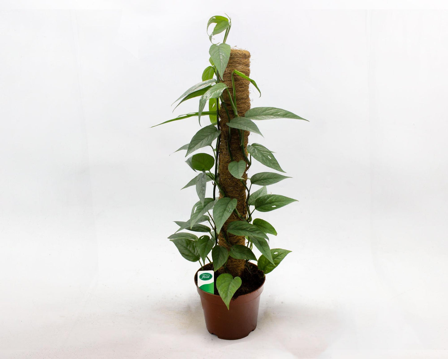 Pothos Epipremnum Cebu Blue - View 10 from www redcrocus com