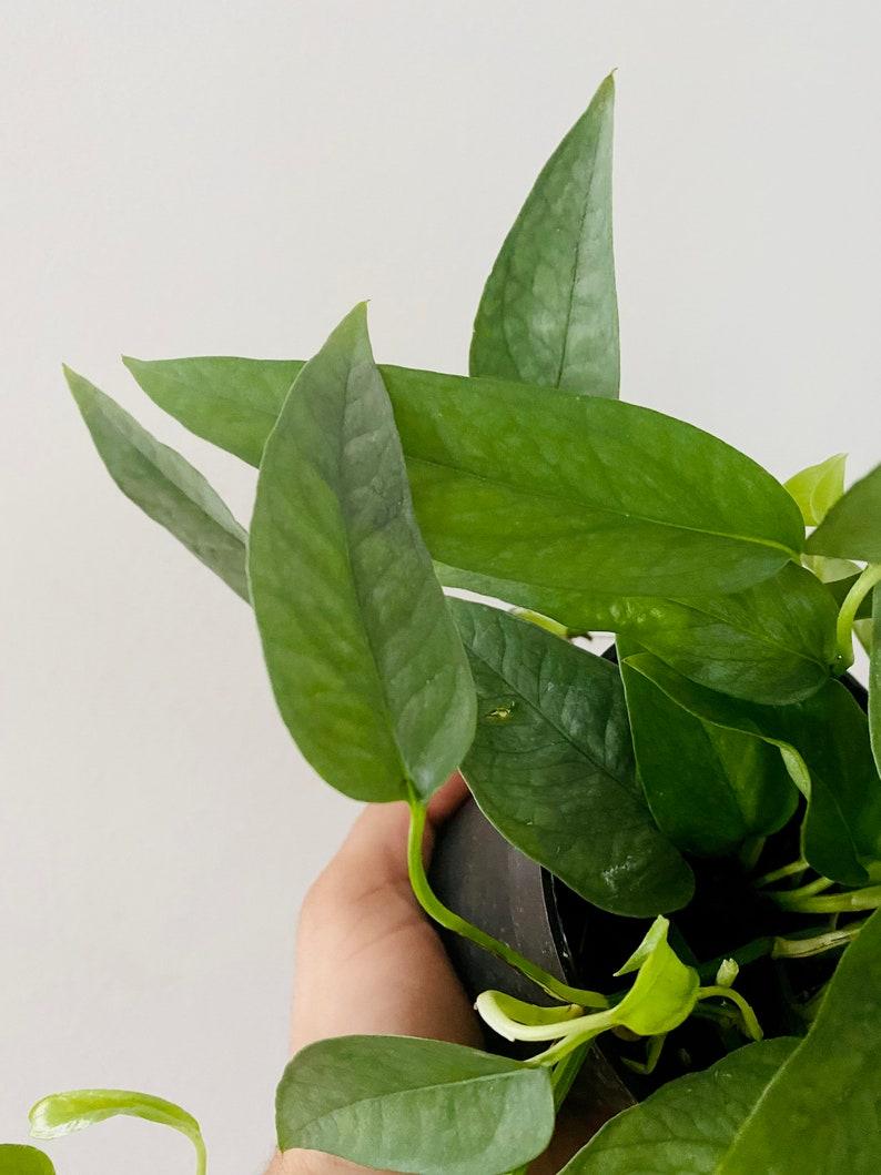 Pothos Epipremnum Cebu Blue - View 11 from www redcrocus com