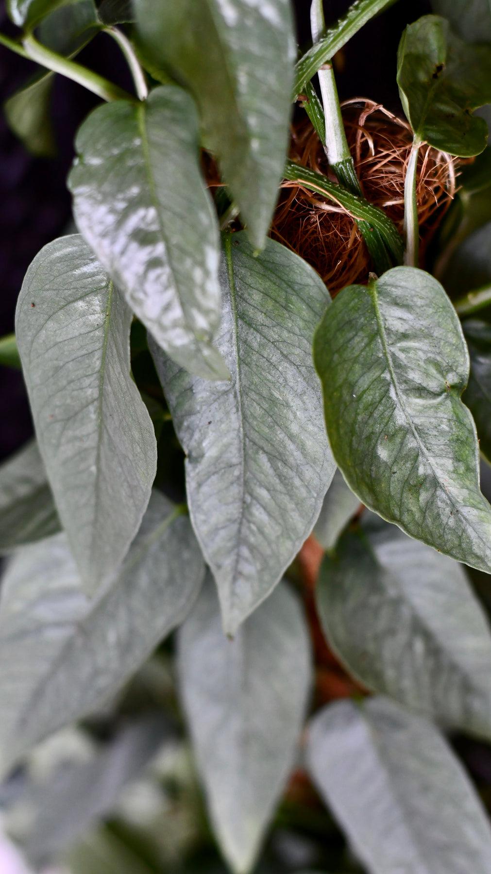 Pothos Epipremnum Cebu Blue - View 12 from www redcrocus com