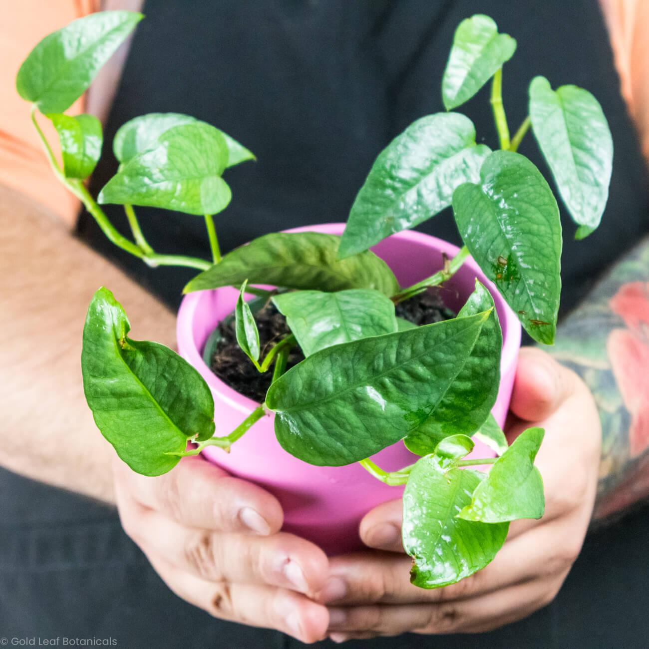 Pothos Epipremnum Cebu Blue - View 13 from www redcrocus com