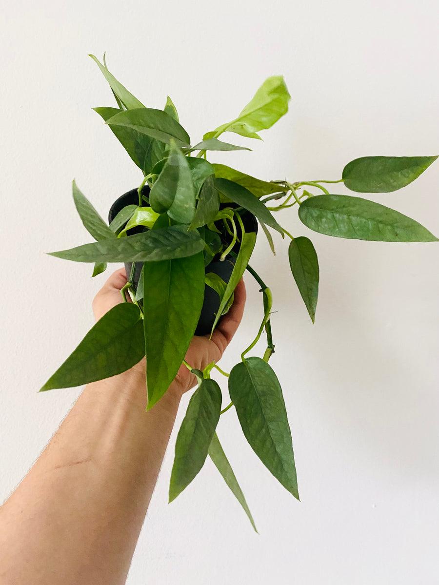 Pothos Epipremnum Cebu Blue - View 14 from www redcrocus com