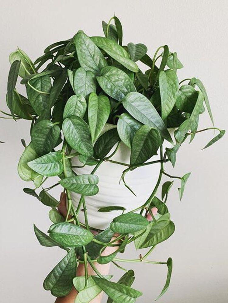Pothos Epipremnum Cebu Blue - View 15 from www redcrocus com