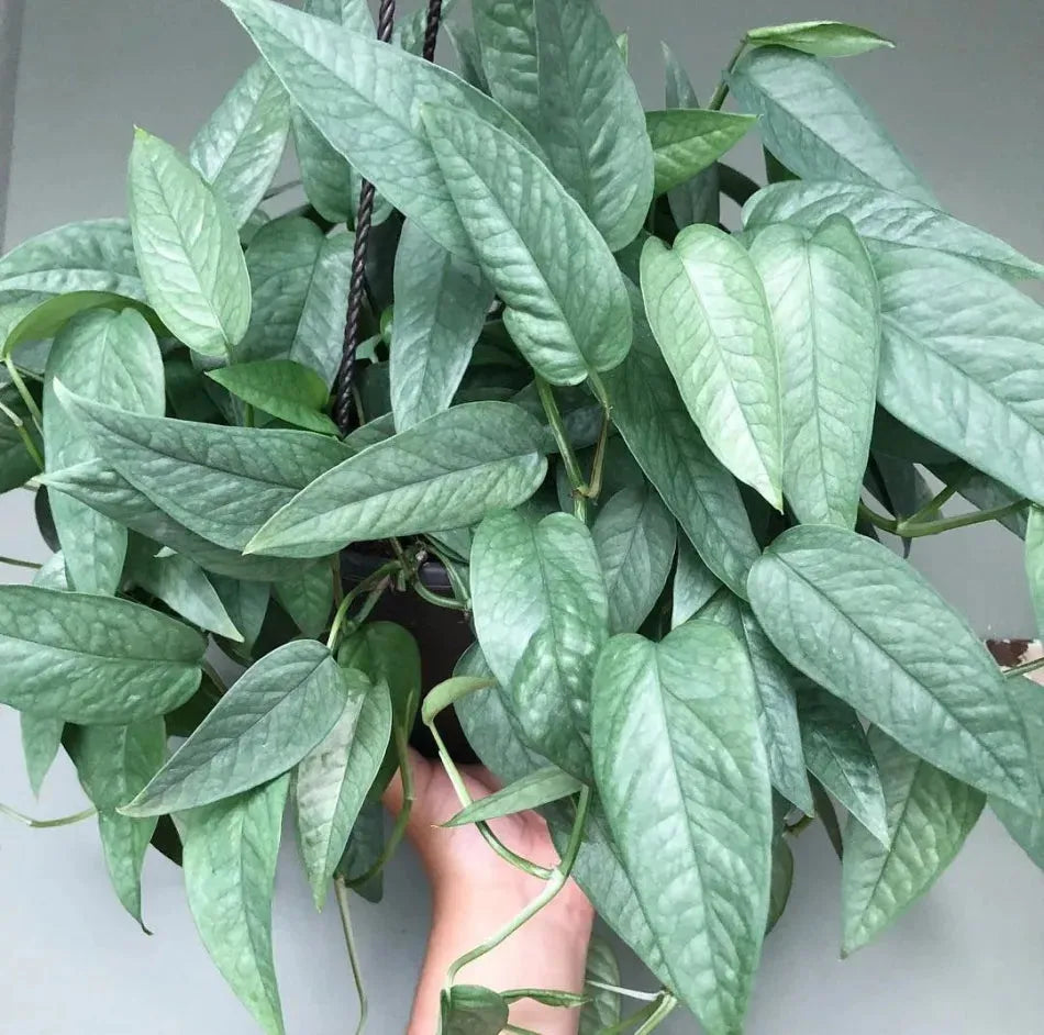 Pothos Epipremnum Cebu Blue - View 15 from www redcrocus com