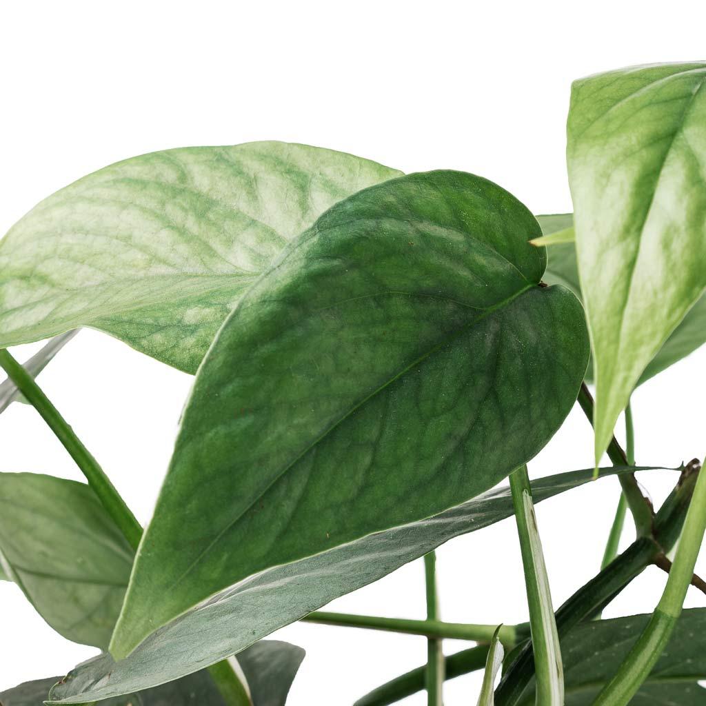 Pothos Epipremnum Cebu Blue - View 16 from www redcrocus com