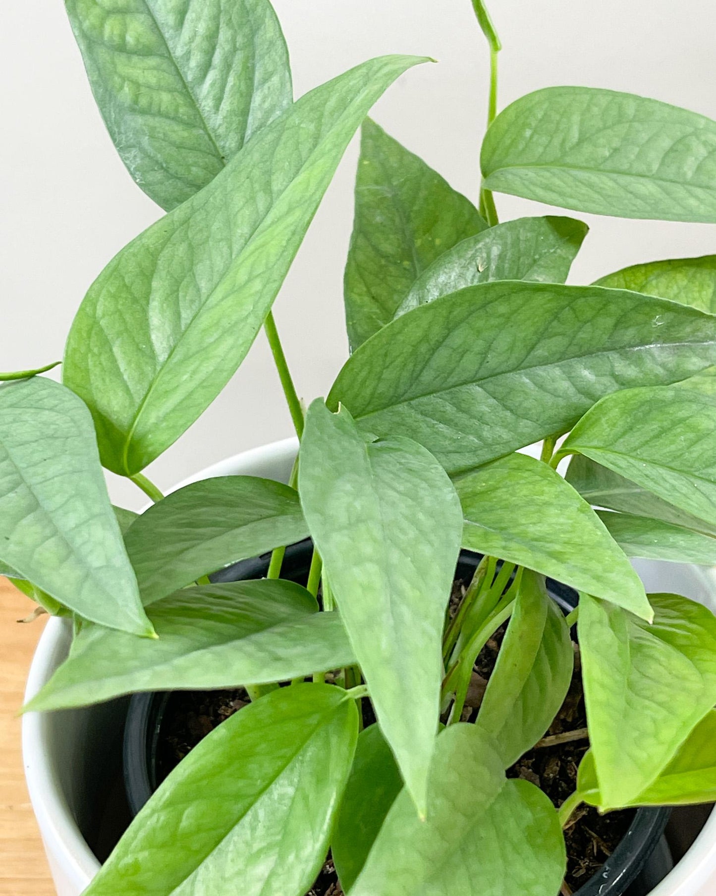 Pothos Epipremnum Cebu Blue - View 17 from www redcrocus com