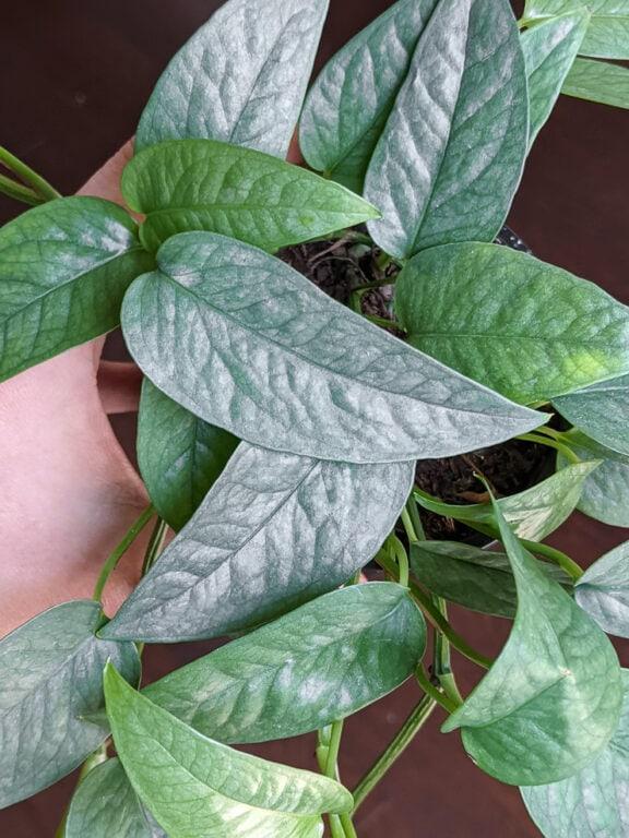 Pothos Epipremnum Cebu Blue - View 18 from www redcrocus com