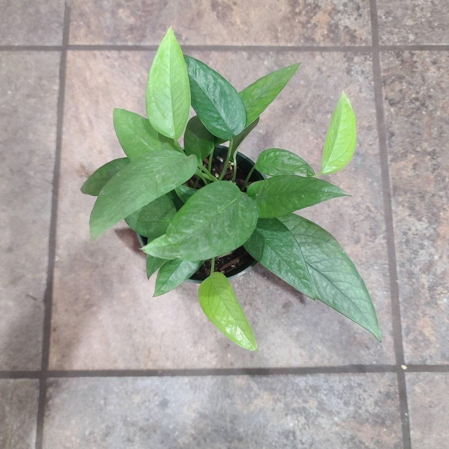 Pothos Epipremnum Cebu Blue - View 19 from www redcrocus com