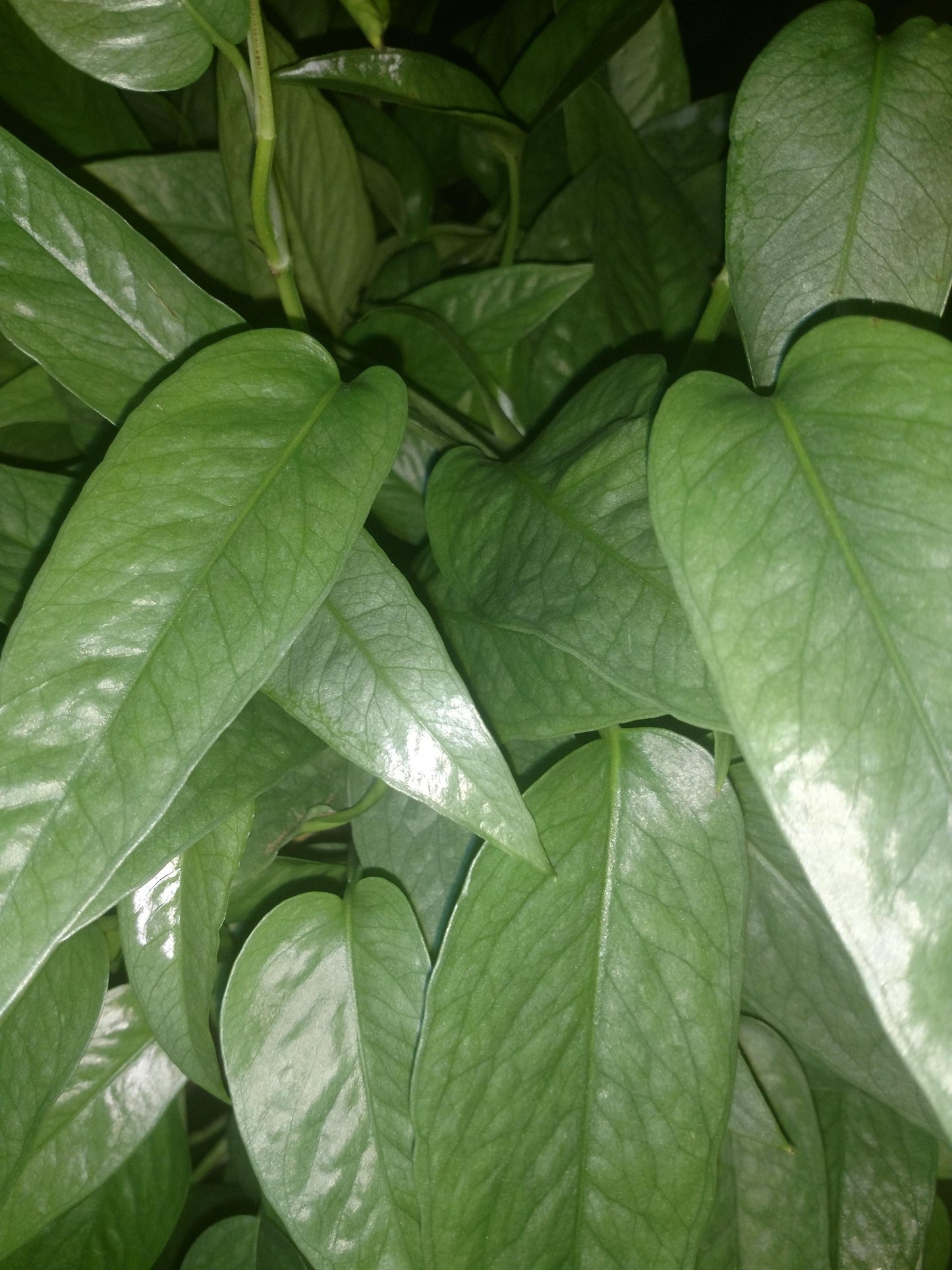 Pothos Epipremnum Cebu Blue - View 2 from www redcrocus com