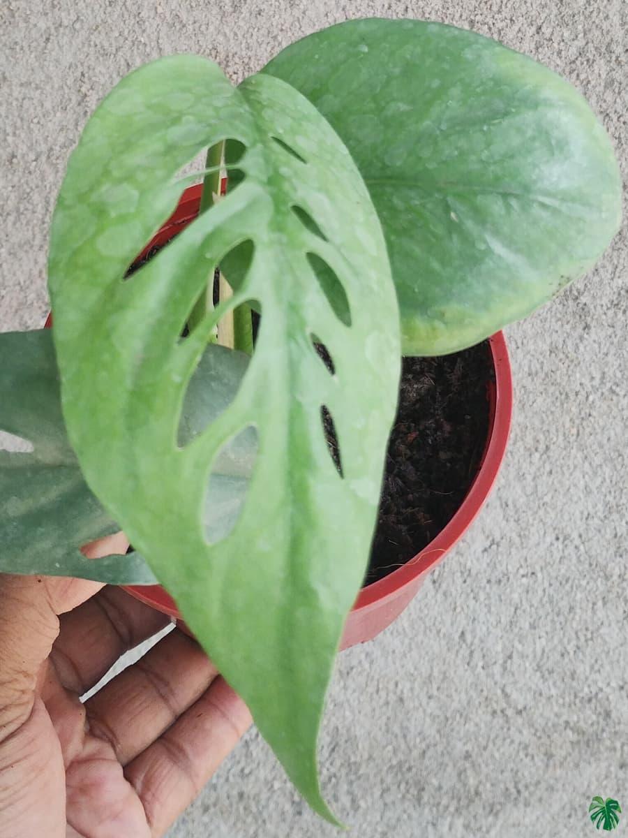 Pothos Epipremnum Cebu Blue - View 3 from www redcrocus com