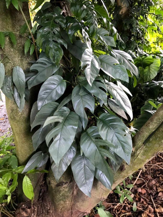 Pothos Epipremnum Cebu Blue - View 7 from www redcrocus com