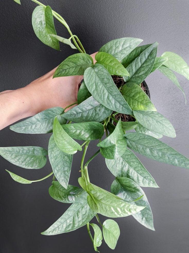 Pothos Epipremnum Cebu Blue - View 8 from www redcrocus com