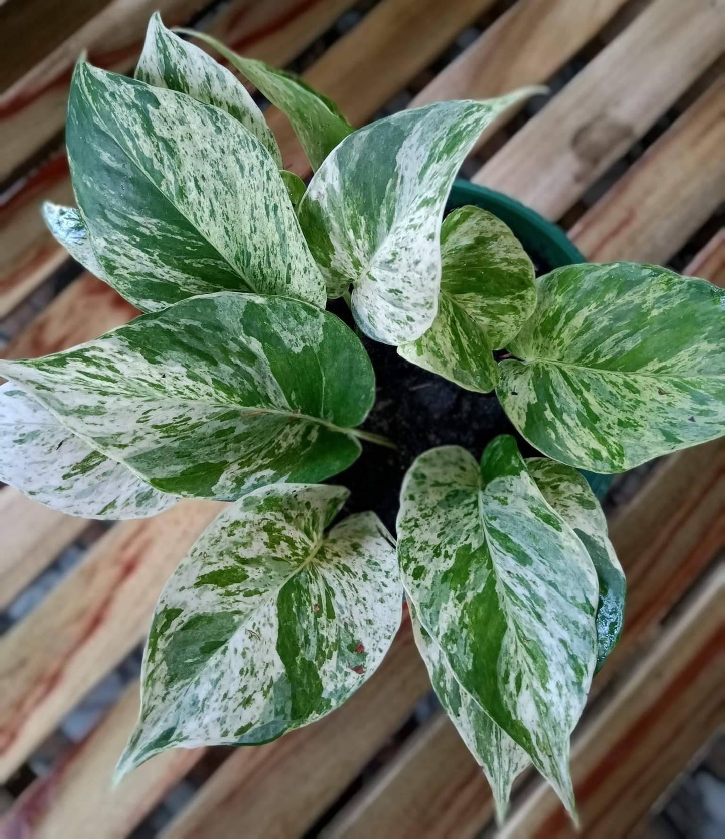 Pothos Epipremnum Aureum Marble Queen - View 15 from www redcrocus com