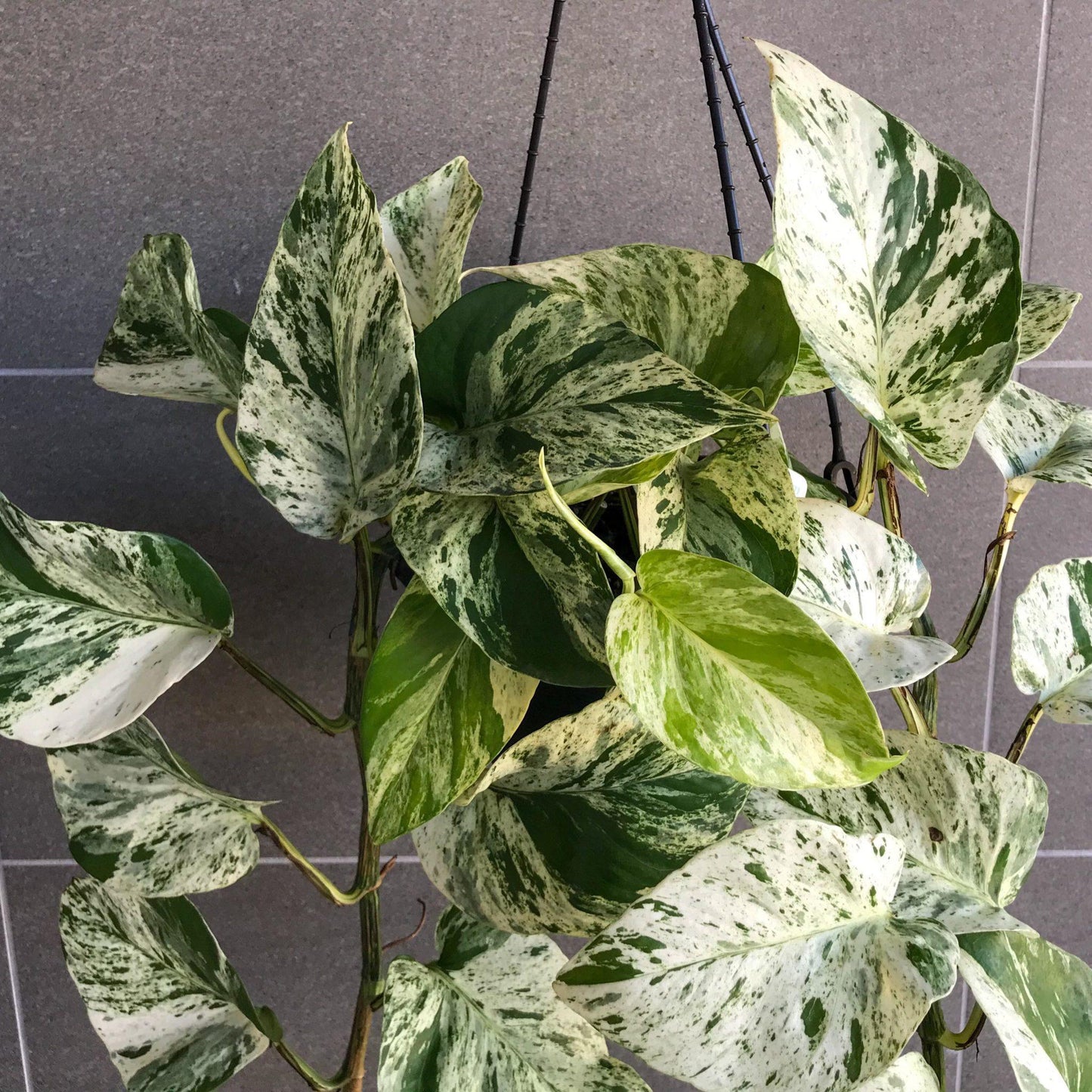 Pothos Epipremnum Aureum Marble Queen - View 16 from www redcrocus com