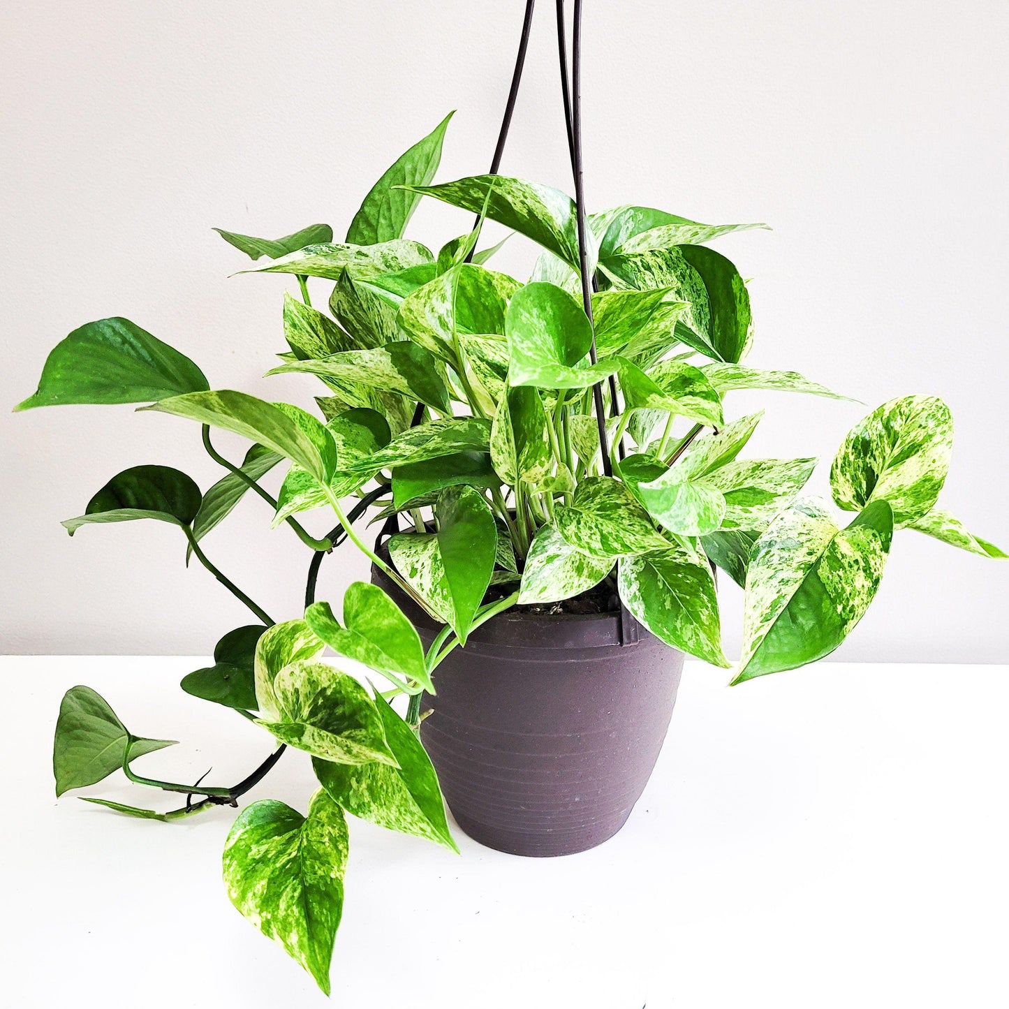 Pothos Epipremnum Aureum Marble Queen - View 17 from www redcrocus com