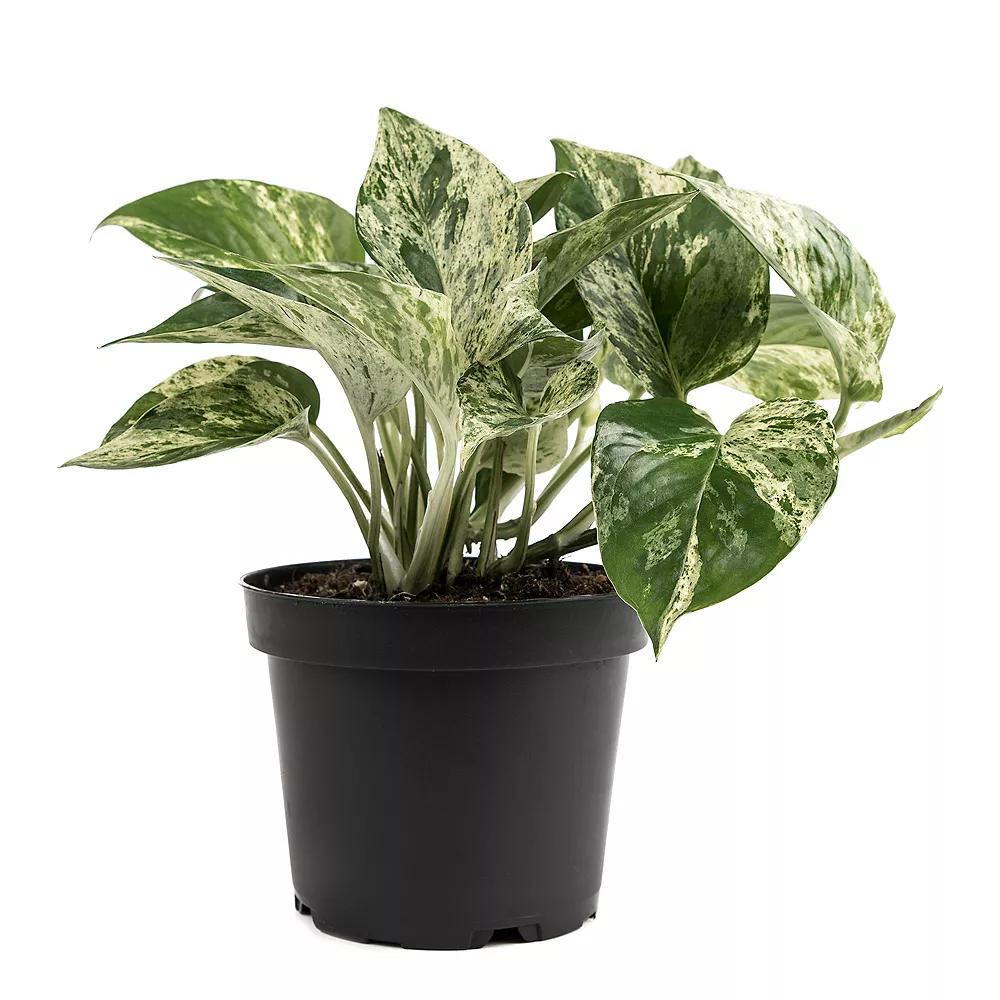 Pothos Epipremnum Aureum Marble Queen - View 19 from www redcrocus com
