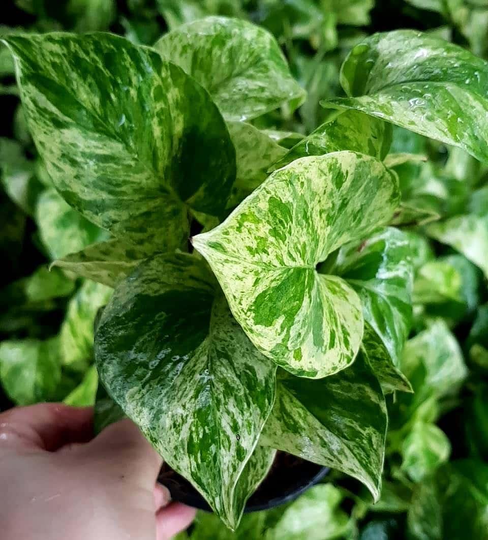 Pothos Epipremnum Aureum Marble Queen - View 9 from www redcrocus com