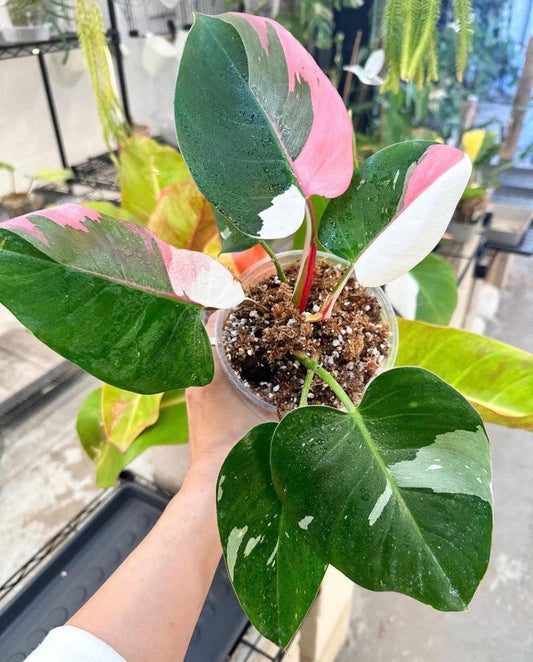 Philodendron 'white Princess' - View 7 from www redcrocus com