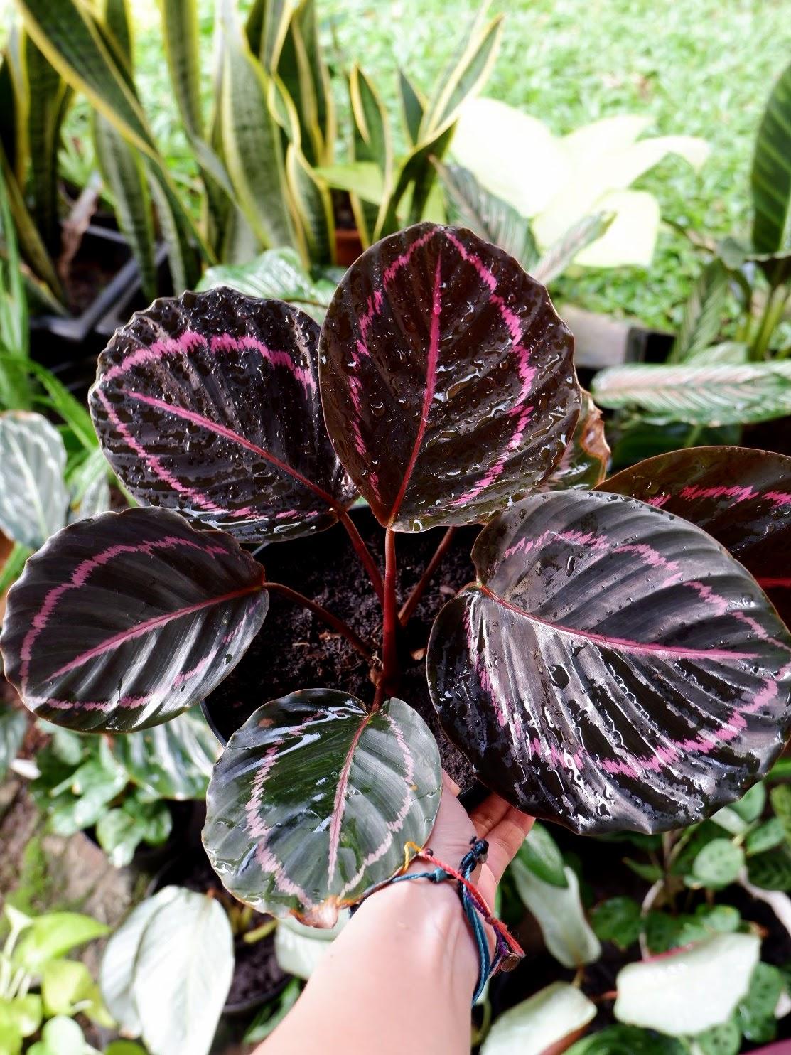 Calathea Dottie - View 13 from www redcrocus com