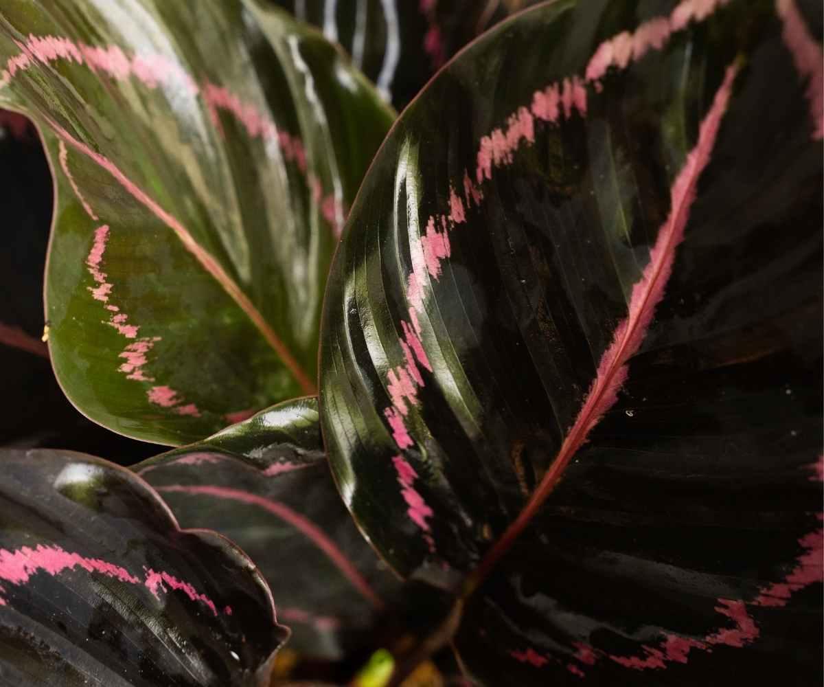 Calathea Dottie - View 14 from www redcrocus com