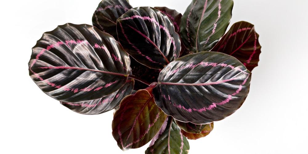 Calathea Dottie - View 15 from www redcrocus com