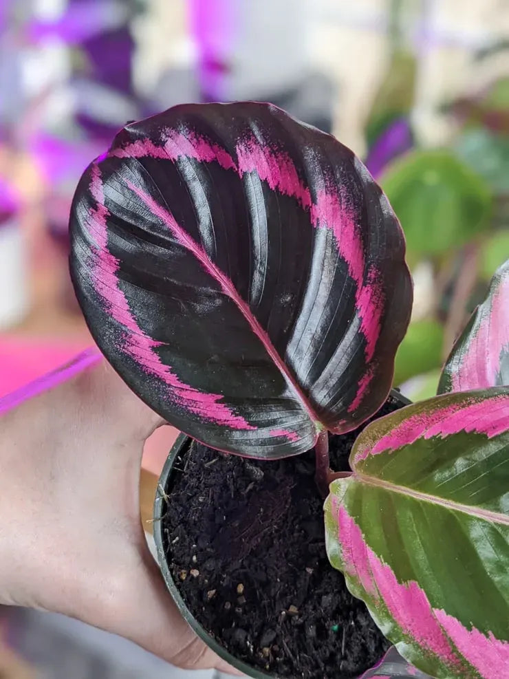 Calathea Dottie - View 16 from www redcrocus com
